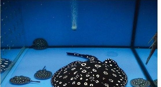 龍魚缸養魟魚需要注意什么（魚缸養魟魚需要注意的要點）