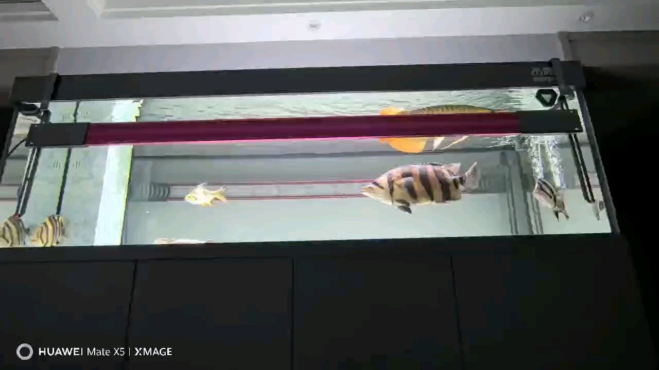 話事虎??已入缸，希望龍虎兩族之間紛爭就此結束，大家相安無事、和氣生財、一切順利！（_小金龍評論：話事虎已入缸，希望龍虎兩族之間紛爭就此結束）