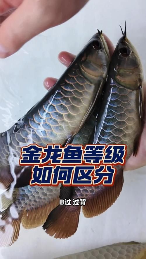 金龍魚等級區分圖解（如何區分金龍魚的不同級別）