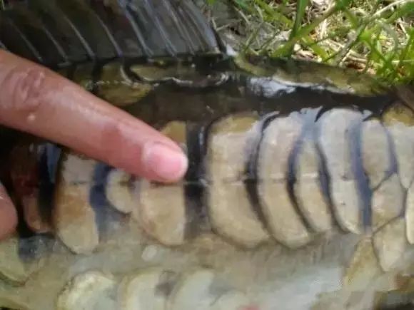 如何判斷龍魚的具體年齡（如何判斷魚的年齡）