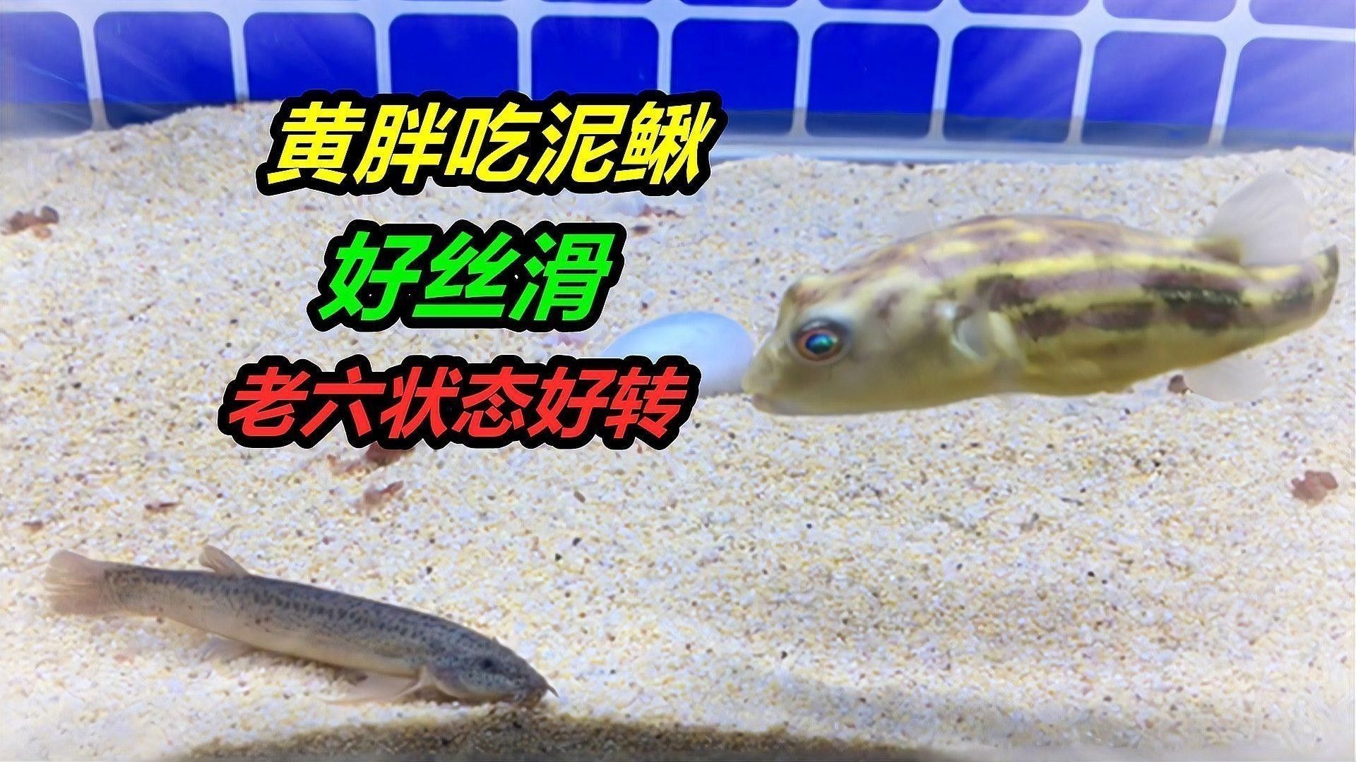 斑馬狗頭和雷龍魚哪個更耐寒？（斑馬狗頭和雷龍魚哪個更兇猛？）