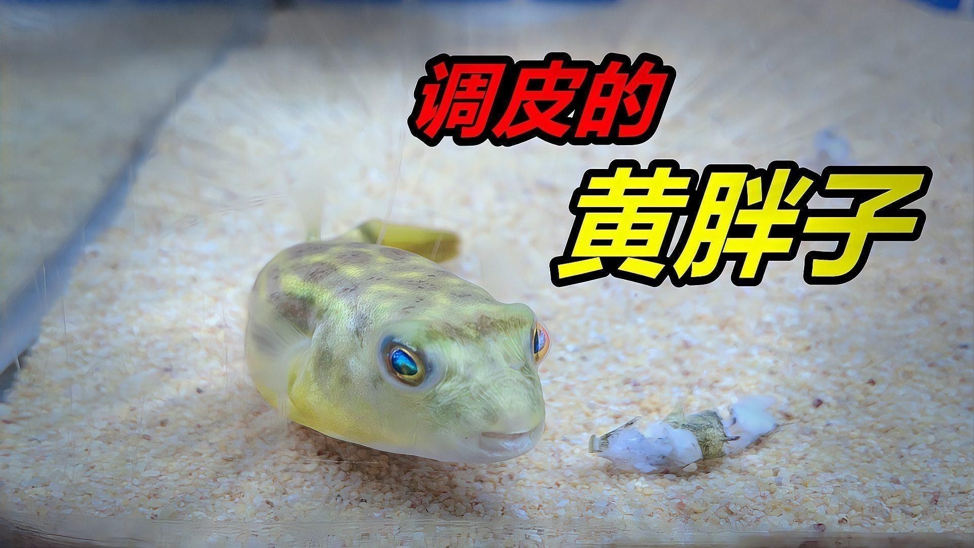 斑馬狗頭和雷龍魚哪個更耐寒？（斑馬狗頭和雷龍魚哪個更兇猛？）