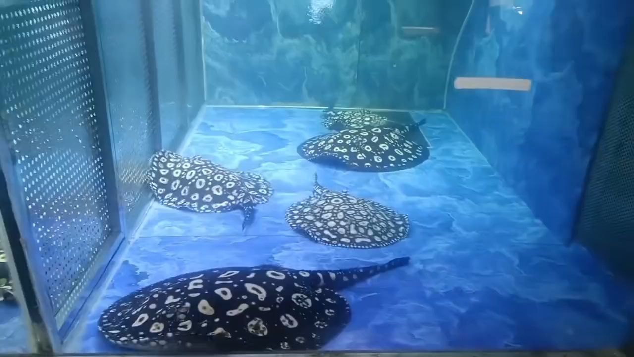 假日快樂（假日快樂，）