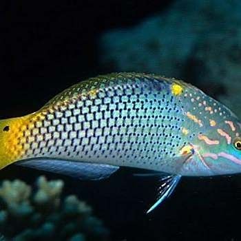 海水龍魚中哪個品種最稀有（最稀有的“黑鰭龍魚”，能吸收殘余藍光近乎隱形偽裝）