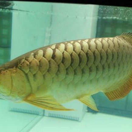 海水龍魚中哪個品種最稀有（最稀有的“黑鰭龍魚”，能吸收殘余藍光近乎隱形偽裝）