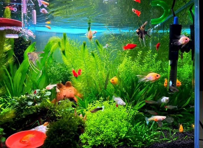 能再推薦幾種混養(yǎng)魚嗎（養(yǎng)魚是一種將兩種或多種魚類混合飼養(yǎng)的養(yǎng)殖方式，可以增加水質(zhì)）