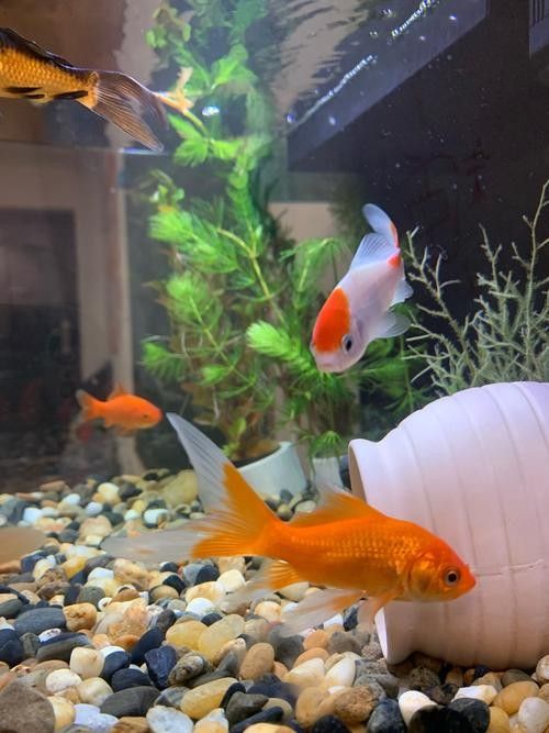 能再推薦幾種混養(yǎng)魚嗎（養(yǎng)魚是一種將兩種或多種魚類混合飼養(yǎng)的養(yǎng)殖方式，可以增加水質(zhì)）