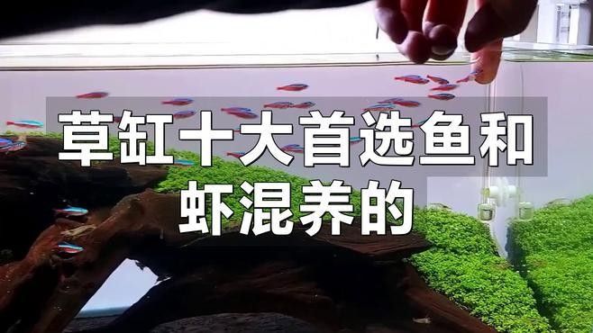 能再推薦幾種混養(yǎng)魚嗎（養(yǎng)魚是一種將兩種或多種魚類混合飼養(yǎng)的養(yǎng)殖方式，可以增加水質(zhì)）