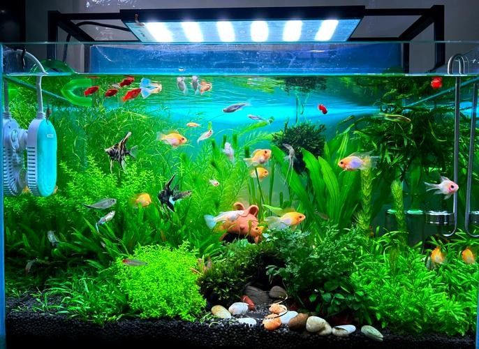 能再推薦幾種混養(yǎng)魚嗎（養(yǎng)魚是一種將兩種或多種魚類混合飼養(yǎng)的養(yǎng)殖方式，可以增加水質(zhì)）