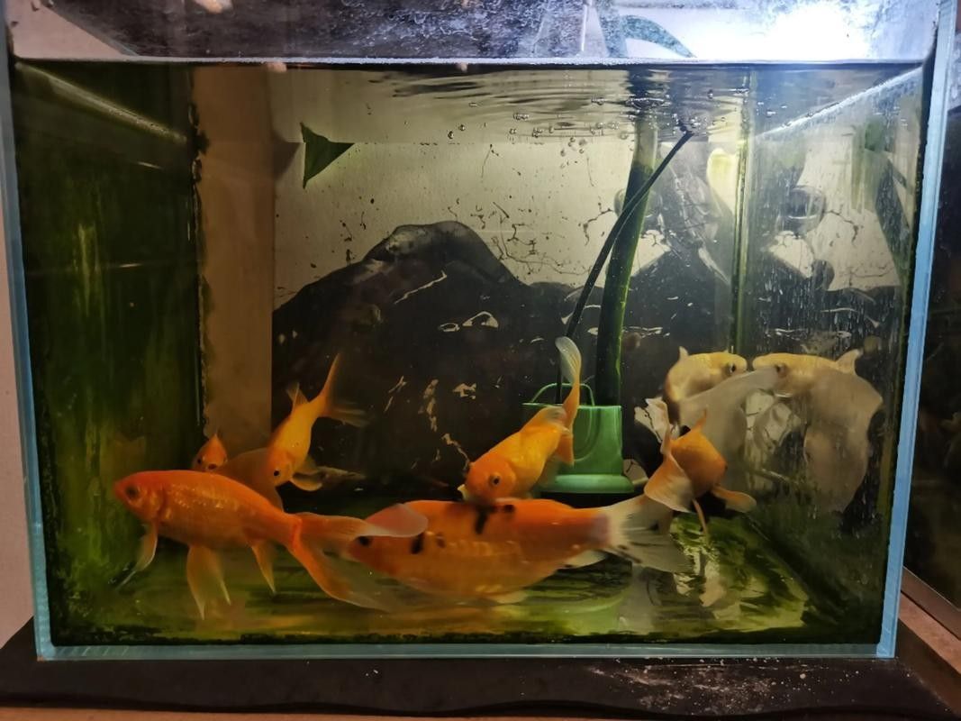 能再推薦幾種混養(yǎng)魚嗎（養(yǎng)魚是一種將兩種或多種魚類混合飼養(yǎng)的養(yǎng)殖方式，可以增加水質(zhì)）