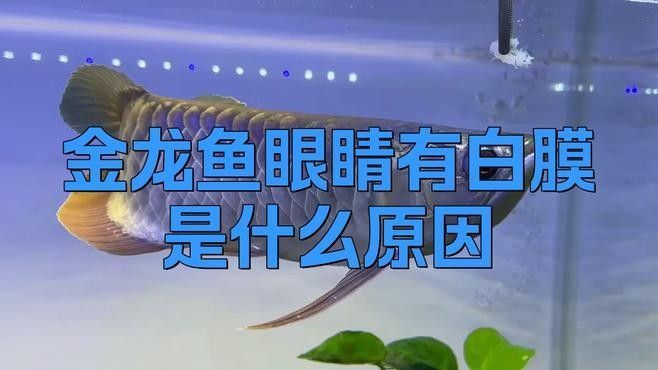 金龍魚眼睛白膜如何治療（金龍魚眼睛有白膜怎么治）