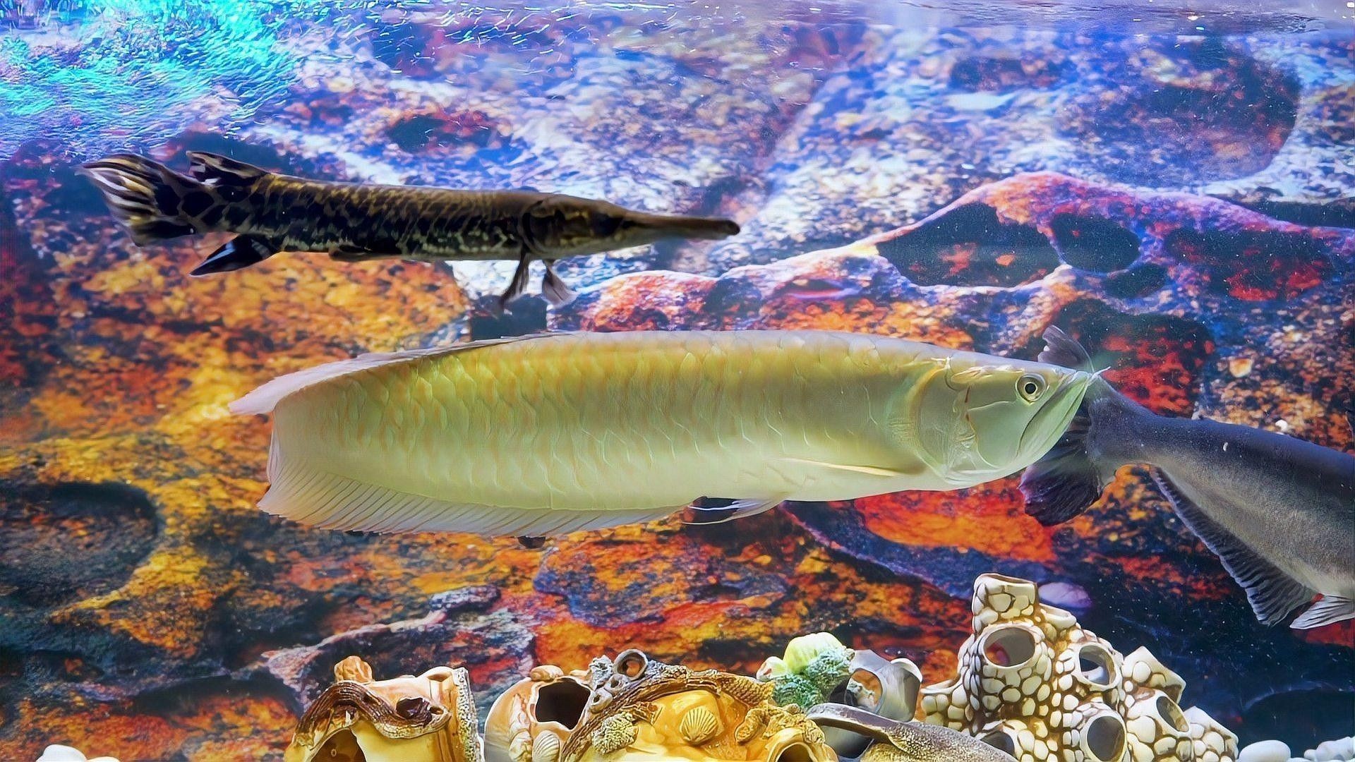 龍魚(yú)呆在水面不游動(dòng)，需要停食多久（龍魚(yú)為何會(huì)停留在水面不游動(dòng)？）