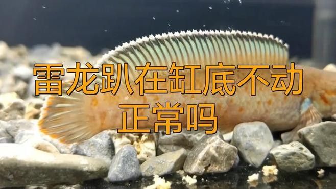 七彩雷龍魚趴缸會自愈嗎？（七彩雷龍魚是否能自愈）