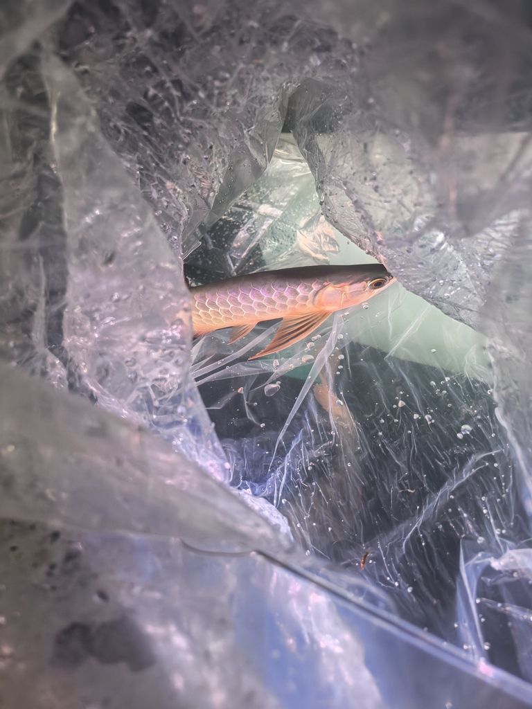 三巴旺古典進缸留念