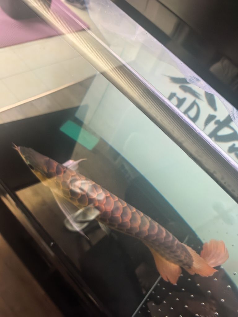 三巴旺古典進缸留念