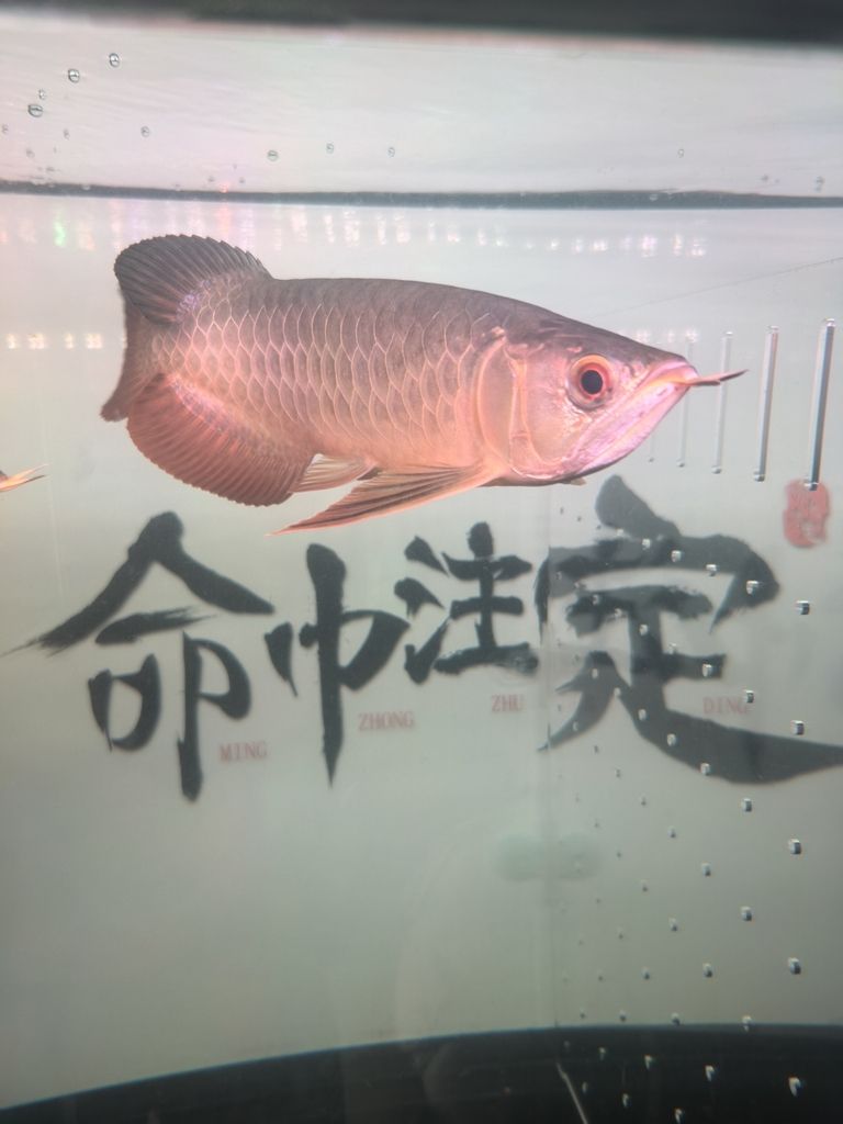 三巴旺古典進缸留念