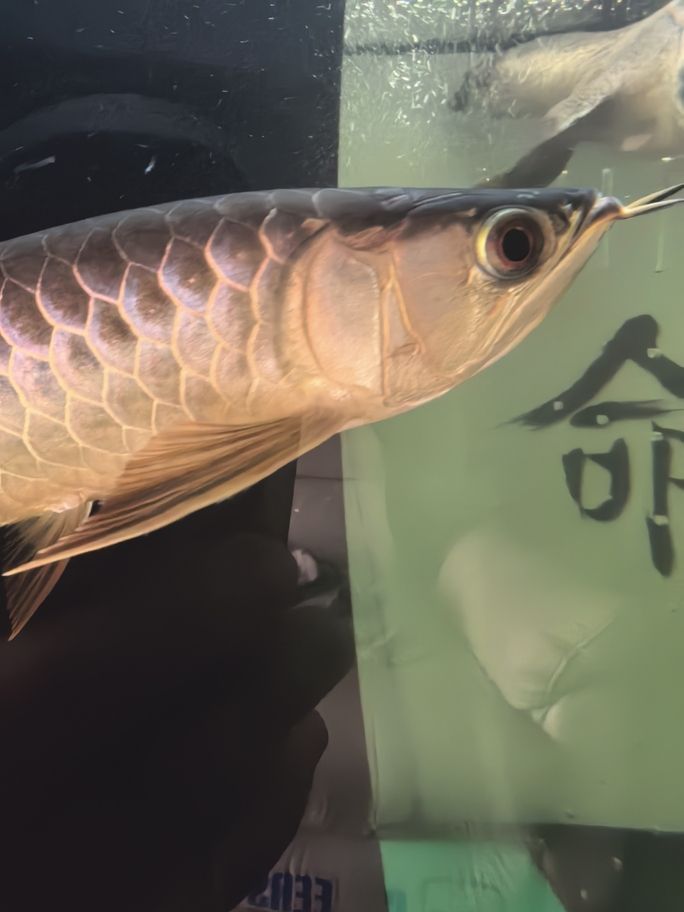 三巴旺古典進缸留念