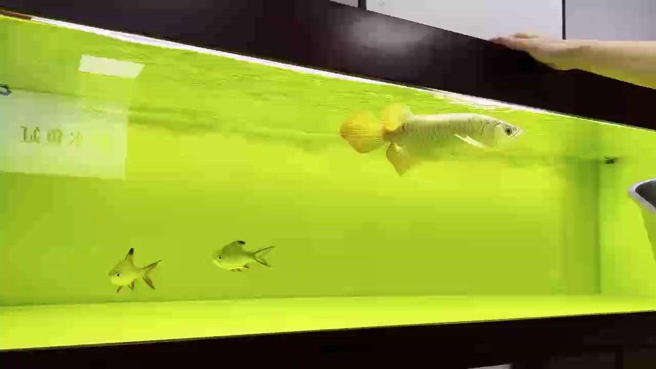 火焰尾   霸氣十足（叁葉青木評論：火焰尾在自然界和人類社會中的獨特地位和作用）