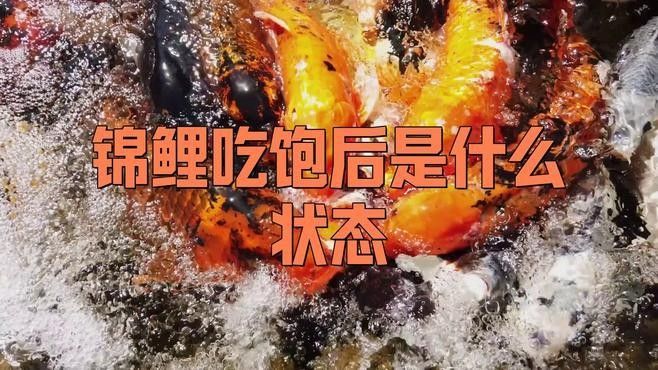 如何判斷魚兒是否吃飽？（如何判斷魚兒是否吃飽）