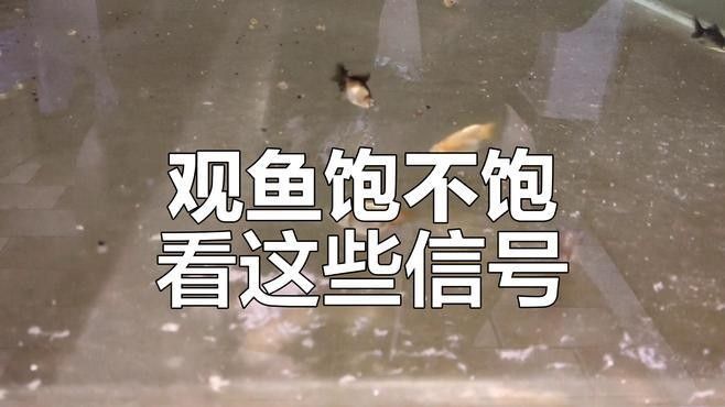 如何判斷魚兒是否吃飽？（如何判斷魚兒是否吃飽）
