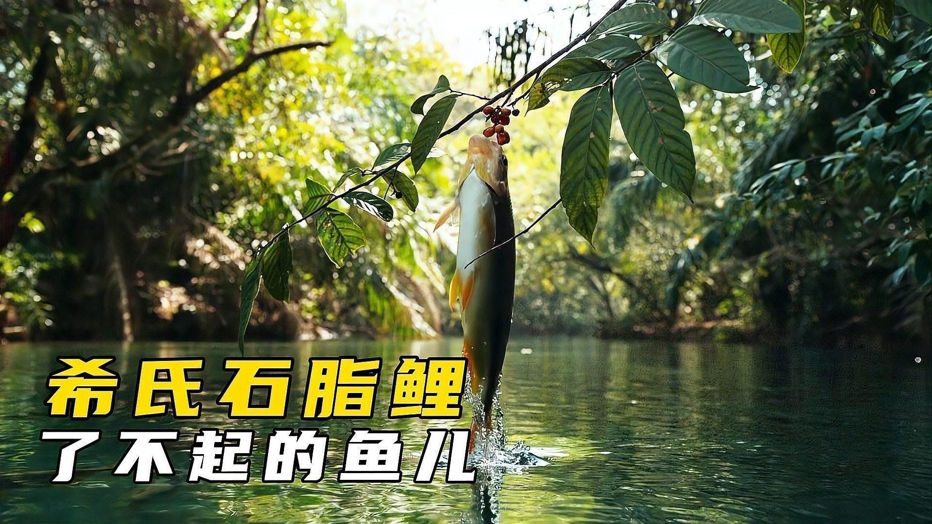 一條金龍魚的價格是多少錢人民幣抖音、一條金龍魚多少錢，一條金龍多少錢