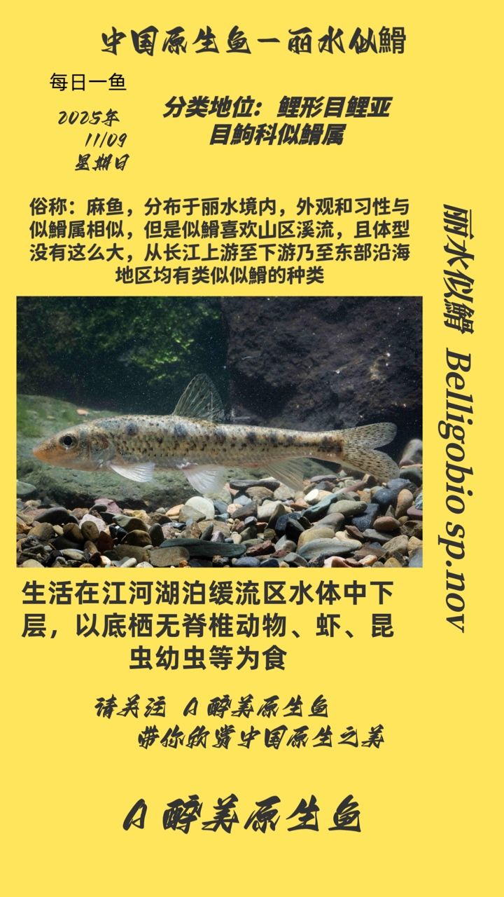 麗水似?（麗水似?的生態習性以及保護現狀）