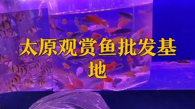 給我推薦幾家太原的龍魚養殖場（太原龍魚養殖場哪個最好） 給我推薦幾家太原的龍魚養殖場（太原龍魚養殖場哪個最好） 龍魚百科 第3張