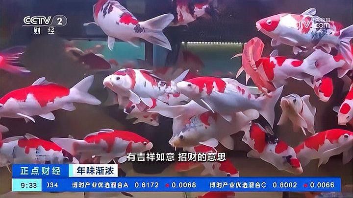 給我推薦幾家太原的龍魚養殖場（太原龍魚養殖場哪個最好） 給我推薦幾家太原的龍魚養殖場（太原龍魚養殖場哪個最好） 龍魚百科 第4張