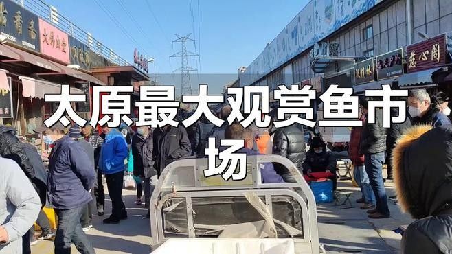 給我推薦幾家太原的龍魚養殖場（太原龍魚養殖場哪個最好） 給我推薦幾家太原的龍魚養殖場（太原龍魚養殖場哪個最好） 龍魚百科 第2張