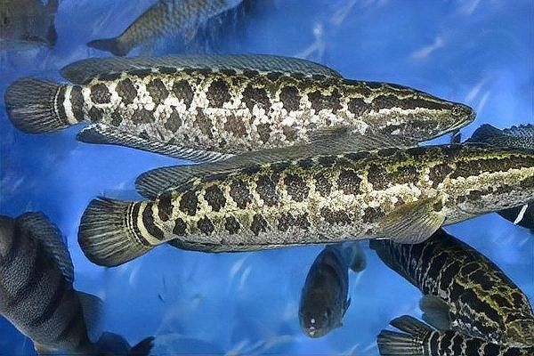 黑魚和鱸魚哪個刺更少（黑魚和鱸魚哪個刺少）