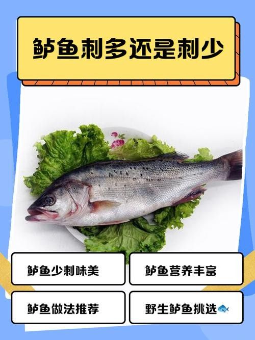 黑魚和鱸魚哪個刺更少（黑魚和鱸魚哪個刺少）
