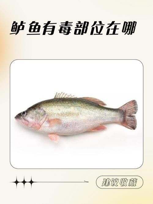 黑魚和鱸魚哪個刺更少（黑魚和鱸魚哪個刺少）