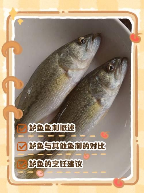 黑魚和鱸魚哪個刺更少（黑魚和鱸魚哪個刺少）