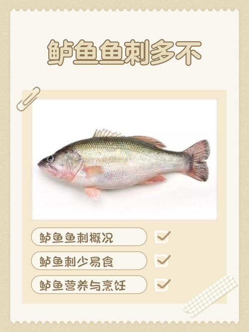 黑魚和鱸魚哪個刺更少（黑魚和鱸魚哪個刺少）