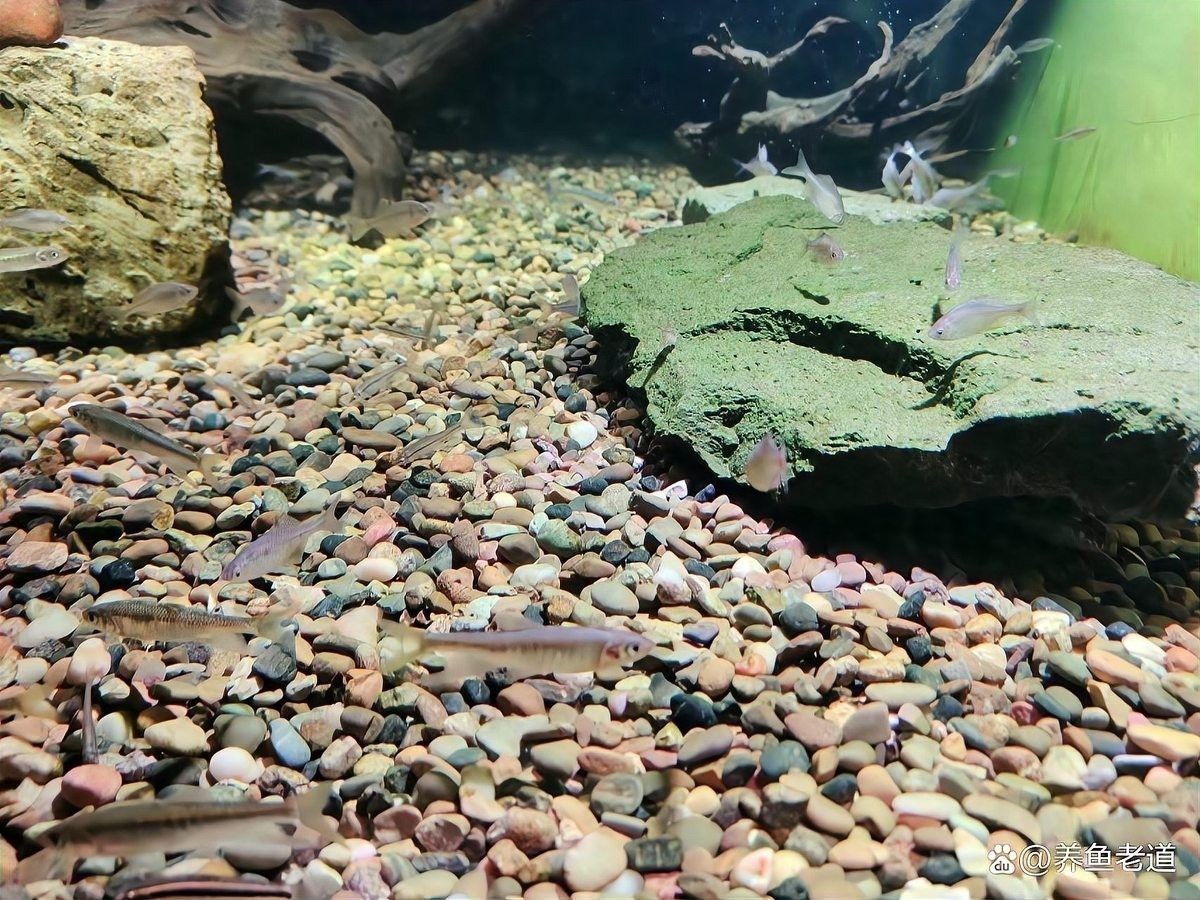 冬天魚缸加溫需要多久（冬天魚缸加溫需要多久，冬季魚缸加溫需要多少度合適）