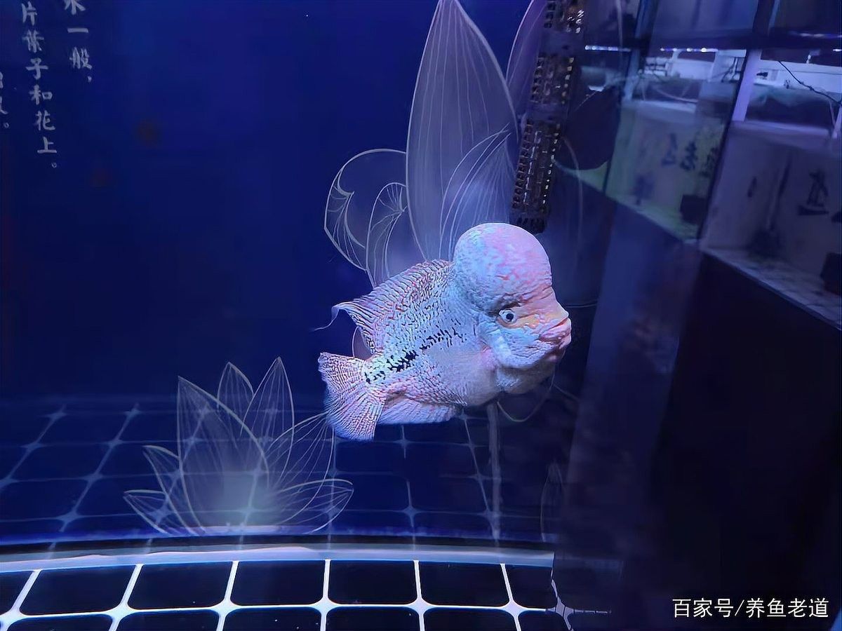 冬天魚缸加溫需要多久（冬天魚缸加溫需要多久，冬季魚缸加溫需要多少度合適）