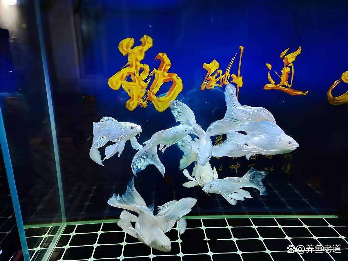 金龍魚珠鱗反垢后如何恢復（金龍魚珠鱗反垢后恢復方法）