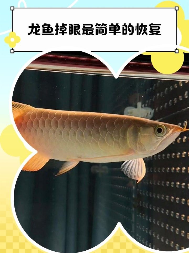 龍魚眼睛下垂能完全恢復嗎（龍魚眼睛下垂怎么辦）
