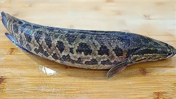 烏魚有哪些部位刺較少？（烏魚刺多不多，怎么處理烏魚以減少刺？）