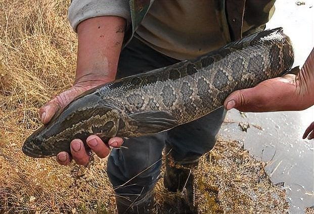 烏魚有哪些部位刺較少？（烏魚刺多不多，怎么處理烏魚以減少刺？）