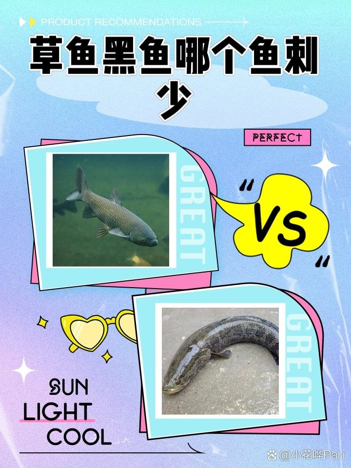 烏魚有哪些部位刺較少？（烏魚刺多不多，怎么處理烏魚以減少刺？）