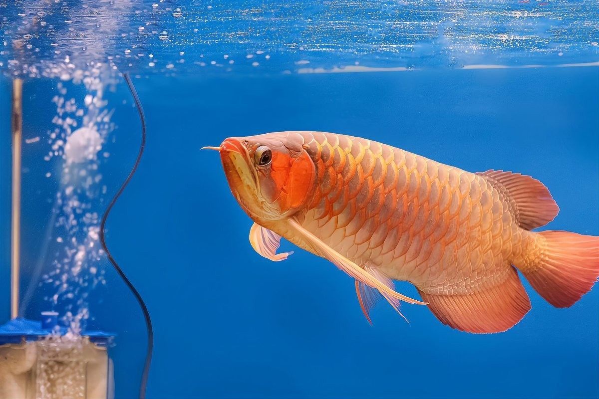 如何挑選高品質(zhì)的龍魚(yú)？（如何挑選一條優(yōu)質(zhì)的龍魚(yú)）
