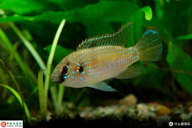 金龍魚繁殖期間需要加什么營養？