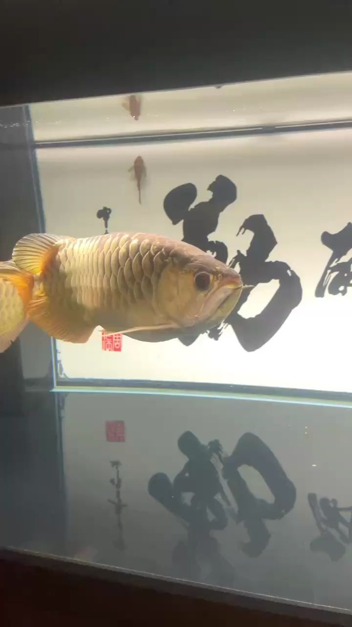 小龍31個月了（小龍31個月了，龍巧兒評論：666）