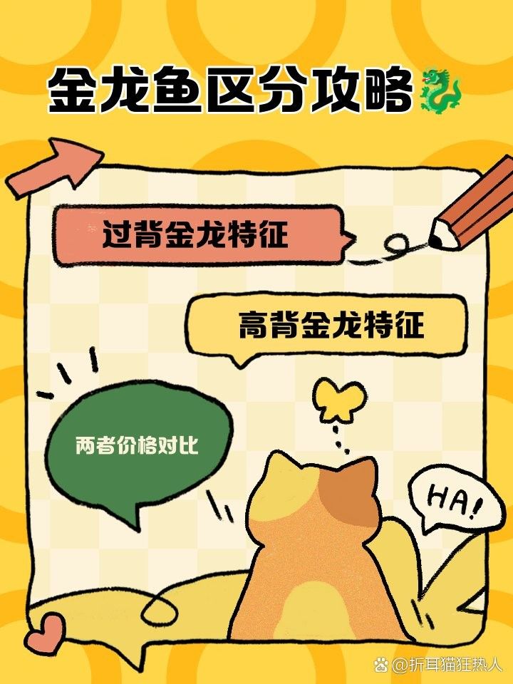 如何鑒別金龍魚等級（zili金龍魚等級全解析:如何挑選不踩坑兜兜爸的育兒手記）