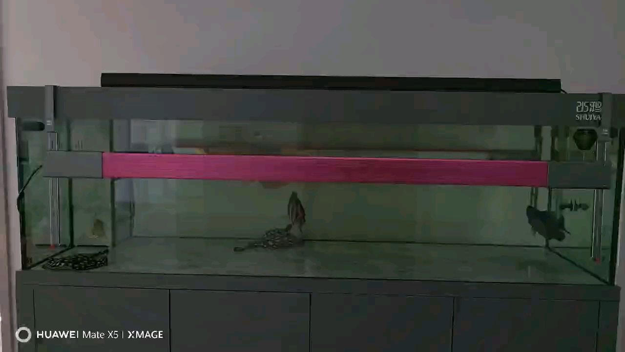 新增一條黑白皇冠母魚，希望健康順利長大