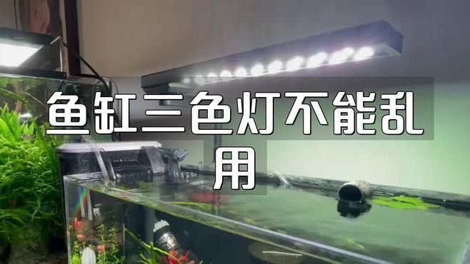 如何選擇適合金龍魚的LED燈？ 如何選擇適合金龍魚的LED燈？ 龍魚百科 第2張