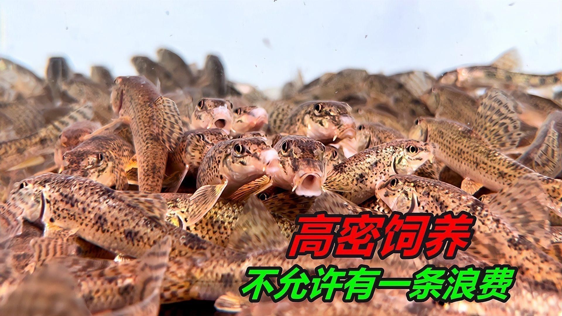 如何判斷飼料魚(yú)是否新鮮（判斷飼料魚(yú)是否新鮮的飼料魚(yú)是否新鮮的方法和技巧）