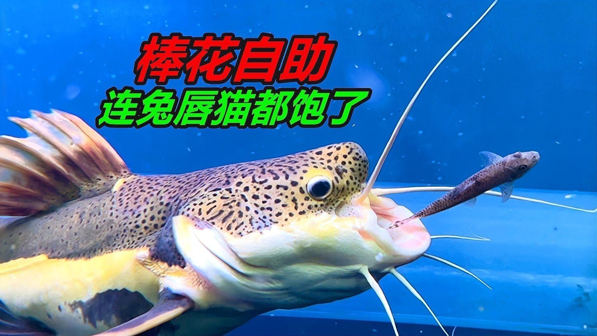 如何判斷飼料魚(yú)是否新鮮（判斷飼料魚(yú)是否新鮮的飼料魚(yú)是否新鮮的方法和技巧）