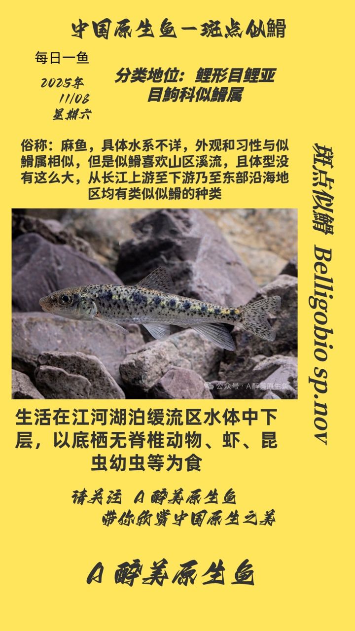 斑點似?